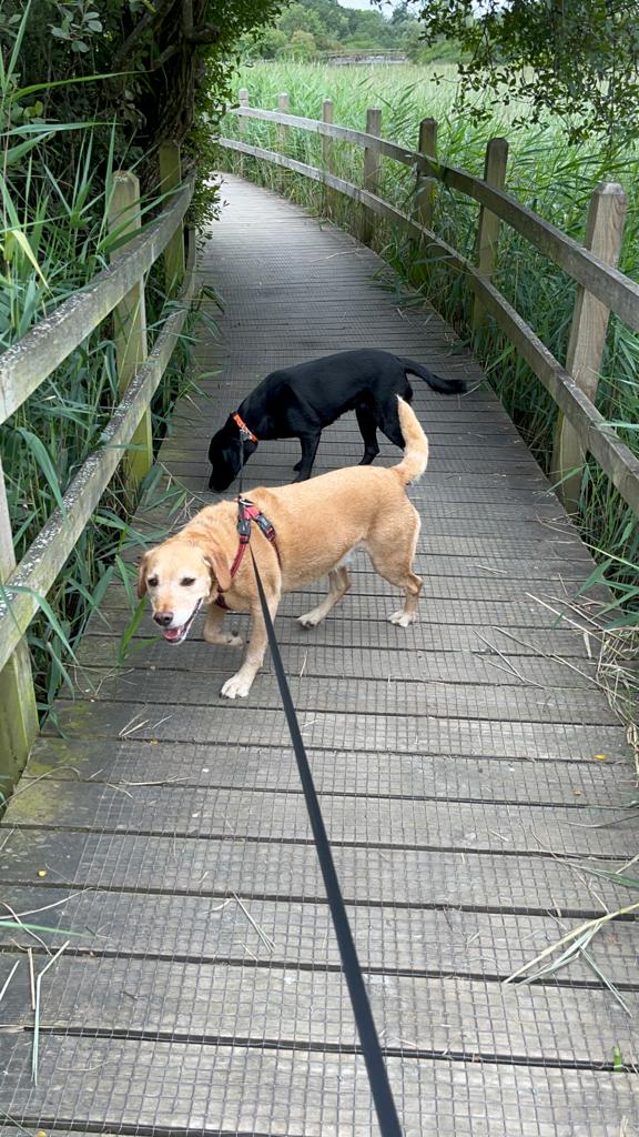 philtegg's tweet photo. Ozzy and his friend Nala had an amazing weekend together. They went for a walk at the beautiful Eling Boardwalk, exploring nature and enjoying each other's company.
Dogs truly bring immense happiness and love to our lives! πΎβ€οΈπΆ
#doggyadventures
#furbuddies
#dogsofUK https://t.co/AUVrNNEHKL