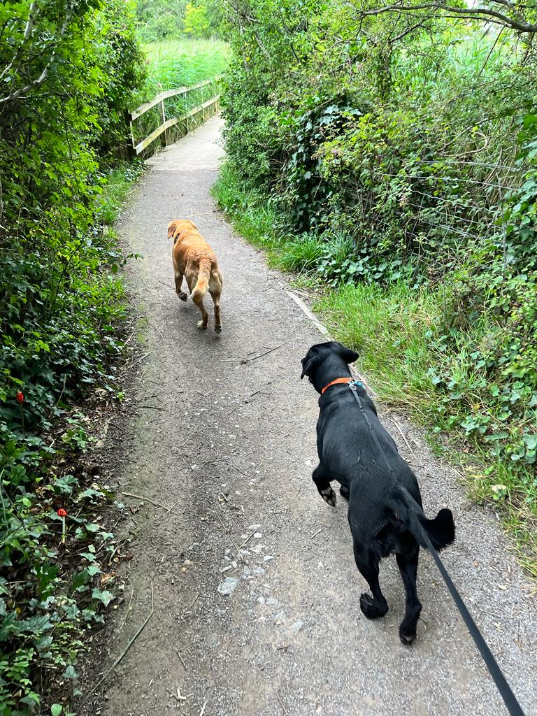 Ozzy and his friend Nala had an amazing weekend together. They went for a walk at the beautiful Eling Boardwalk, exploring nature and enjoying each other's company. 

Dogs truly bring immense happiness and love to our lives! 🐾❤️🐶 

#doggyadventures
#furbuddies
#dogsofUK