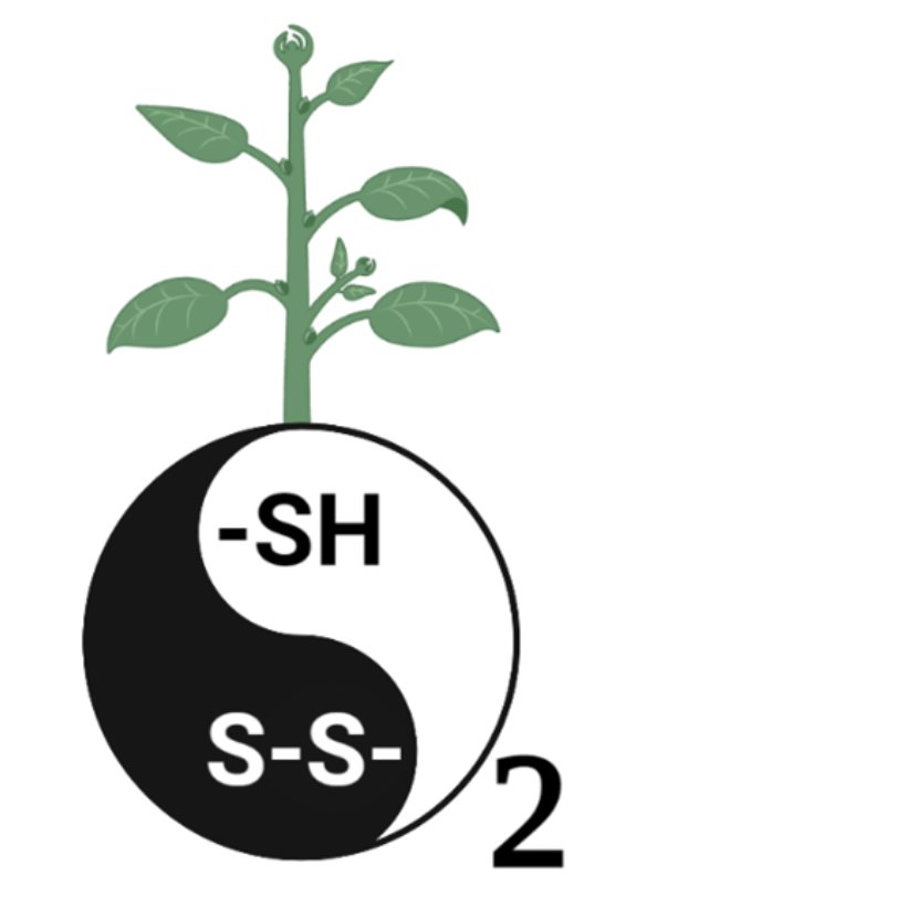 AnnaAmtmann's tweet photo. Don't forget to submit your ROS research! 
PCE Special Issue open for submissions:
Redox regulation of plant stress and development
Guest editors: Ruthie Angelovici and Ron Mittler (University of Missouri)
Deadline for submission: 1st September 2023 https://t.co/TOvjOHUiTb