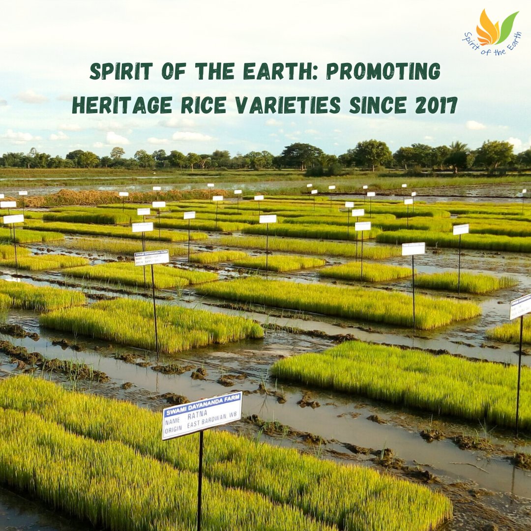 TheLocavoreIn's tweet photo. Spirit of the Earth (@sote_manjakkudi) is our #TLpartner, and a social enterprise based in Manjakkudi, Tamil Nadu. Their mission is to preserve, cultivate, and promote heritage rice varieties from across India.
Read on: https://t.co/4DgKsHKSgx https://t.co/4iugMpsWZD