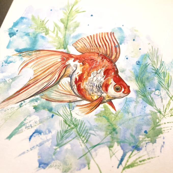 今日ペットショップで見た金魚。