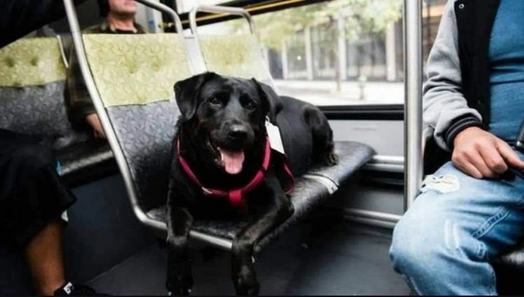 TweeetsOfDogs's tweet image. This is Eclipse. Every day she leaves her house, by herself, and takes the bus downtown to the dog park where she spends a couple of hours getting exercise and making friends, and then she takes the bus back home again. She even has her own bus pass attached to the collar.

It…