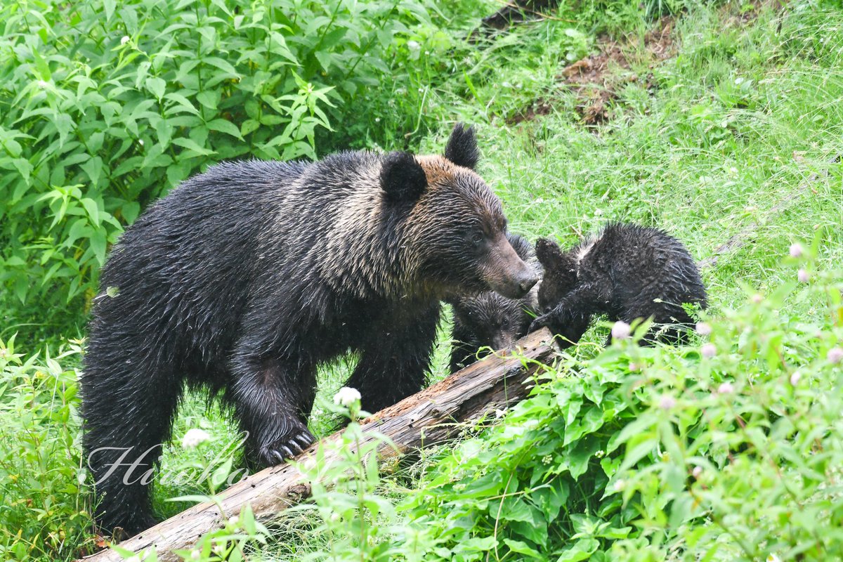 hiro_motan's tweet photo. ヒグマの親子

Brown bear's family

#ヒグマ
#brownbear
#キムンカムイ
#hokkido
#animals https://t.co/N2D3SUp47b