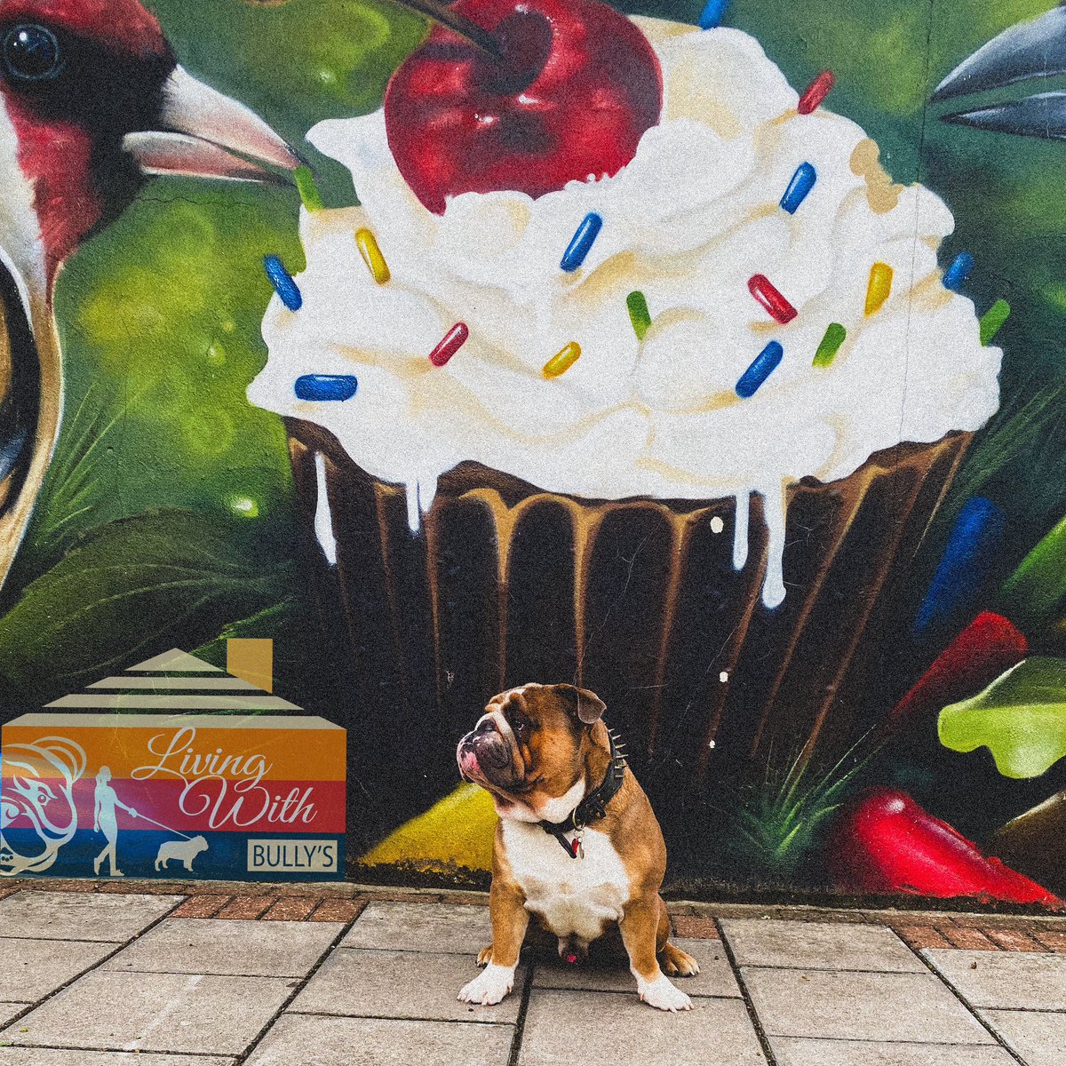 BullyMessiah's tweet photo. Cupcake ?? ๐ง #LivingWithBullys
#EnglishBulldogs #Bulldogs https://t.co/QAwq72w4ld