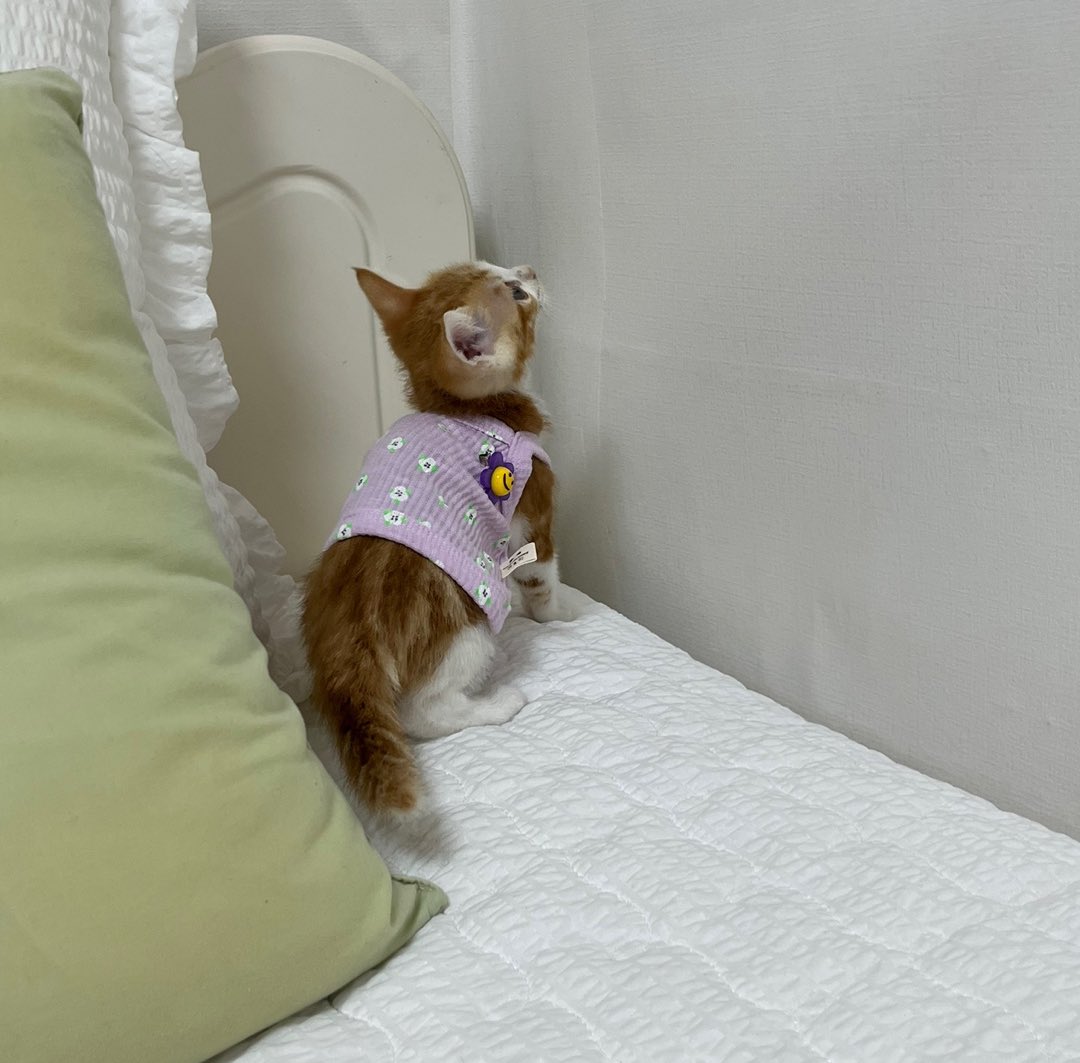 햇돌 tweet media