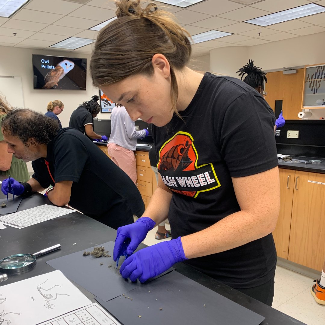Science is for everyone! 🔬Teachers from @BaltCitySchoolsare working hard in the <a href="/TowsonU/">Towson University</a> lab, learning about the #ChesapeakeBay ecosystem. 🦪 Learn more about our #HarborScholars program: towson.edu/fcsm/centers/s…