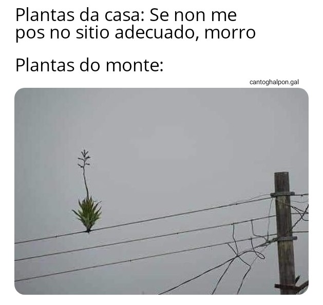 CantoGhalpon's tweet photo. Mérito de Borja López https://t.co/t4JcCZ0q2z