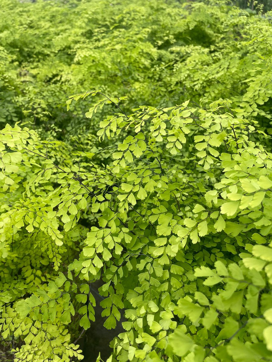 HortusLoci's tweet image. 🌿 Still plenty of plants to discover at the nursery, like this pretty Adiantum capillus-veneris.

This clumping fern came with us to #RHSHamptonCourt and everyone commented on its delicate leaves. 💚

#hortusloci #gardendesigners #gardendesignideas #gardendesigninspiration