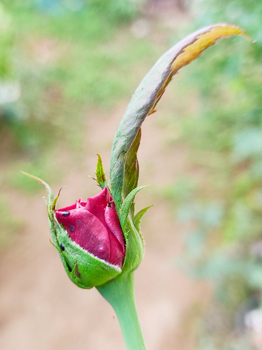 SYadhusankar's tweet photo. Clearly, someone forgot to express the floral identity genes. Quite interesting to witness this phenomenon under natural conditions. #ABCmodel #plantsci @PlantPhys @ThePlantCell https://t.co/fpES23E9Ap