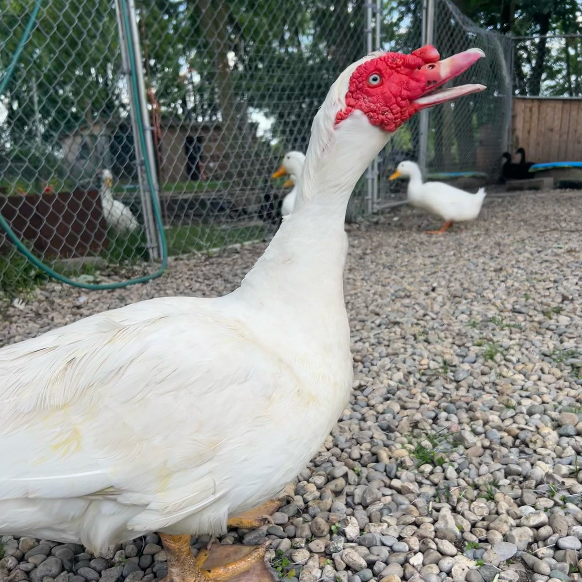 Our benevolent dictator - every flock needs one. 

#runawaysfarm #amherstburg #muskovyducks #duckrescue #farmsanctuary #largeandincharge #friendsnotfood #bekind #fortheanimals
