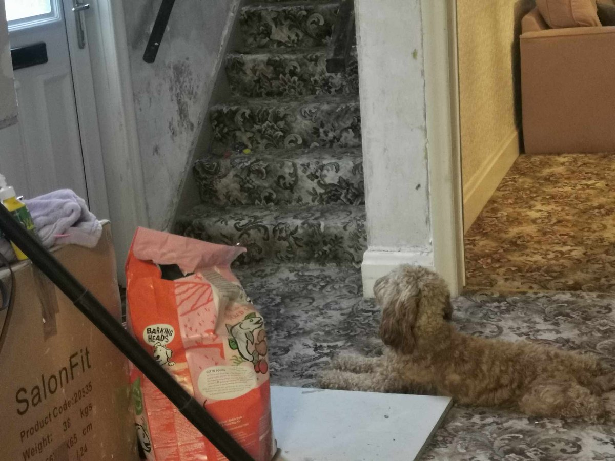 Apparently maple sits here for hours when I leave for work, this is true loyalty ❤️🐕🐶