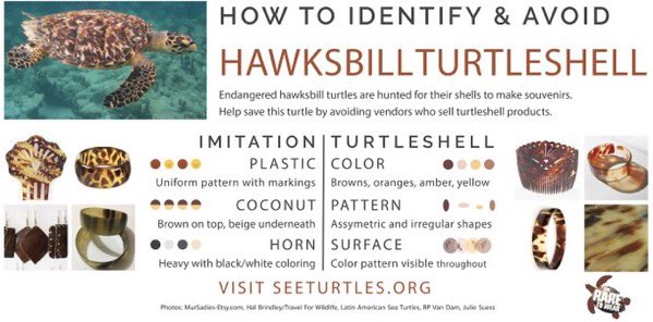 scubated's tweet photo. Do you know how to spot products made with turtleshell? A careful look at pattern, color, and surface can reveal a lot!

Take a look at our turtleshell guide so that the next time you go shopping you can be an informed shopper: https://t.co/Z9E55YoA09…

#hawksbill #tooraretowear https://t.co/YaZN8X1Fwf