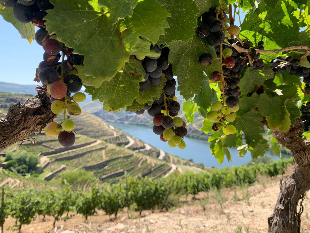 lassie034's tweet photo. #porto is the only place in the entire world where #portwine is produced. The gorgeous vineyards of Douro river produce the only grapes that are used in the process of making traditional and modern Port wine. Green and beautiful as these fields are, they are never watered. https://t.co/NVrYwTZTZH