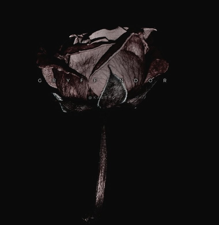 ᅠᅠᅠᅠ⋆𓏲𓆧 𝙊𝙯𝙞𝙖𝙨ᅠᅠ tweet media