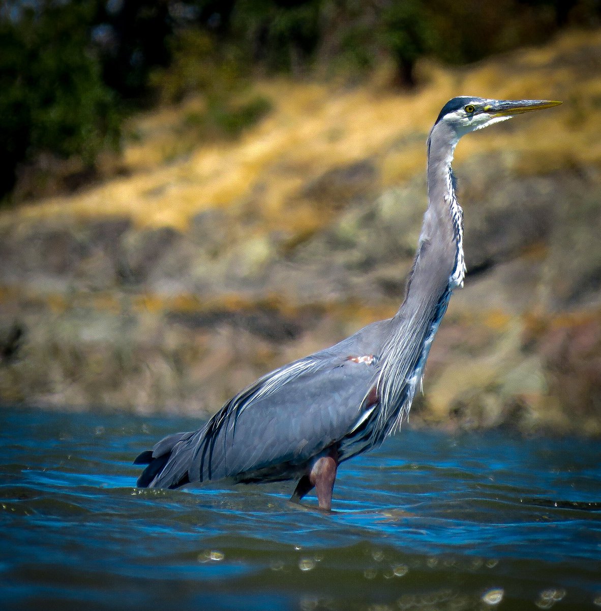 BradBlakley3's tweet photo. Photographed at Piper's Lagoon. How do herons swallow? 

They always swallow the fish headfirst, so the fish will slide down their throat and esophagus smoothly. If a fish went down tail first, its spiny tail and rough body scales would scrape along this delicate tissue.
#TwitterNaturePhotography #TwitterNaturePhotography #birds #BirdsOfTwitter #BirdsSeenIn2023 #birdwatching #birdphotography #wildlifephotography #NaturePhotograhpy
