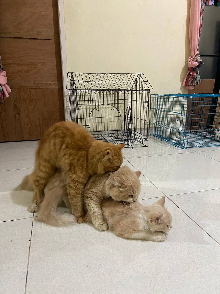 kochengfs's tweet photo. kcg! Hidup lagi cape-capenya malah liat kucing Tarek tiga 😫 https://t.co/dWJ25HfIB2