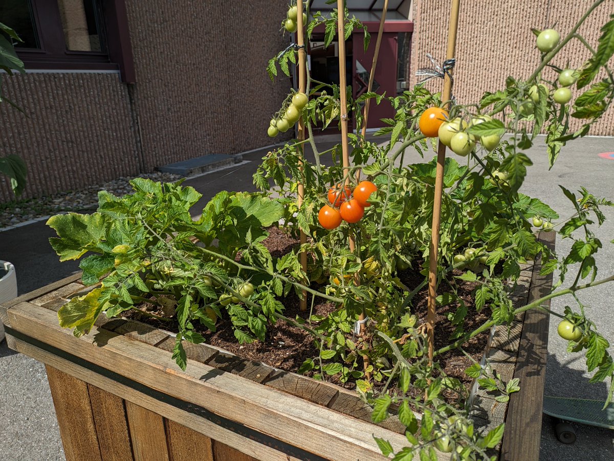 Gedas_Simutis's tweet photo. Harvest time begins at @psich_en. #greenbox https://t.co/mPHIgTMh1v