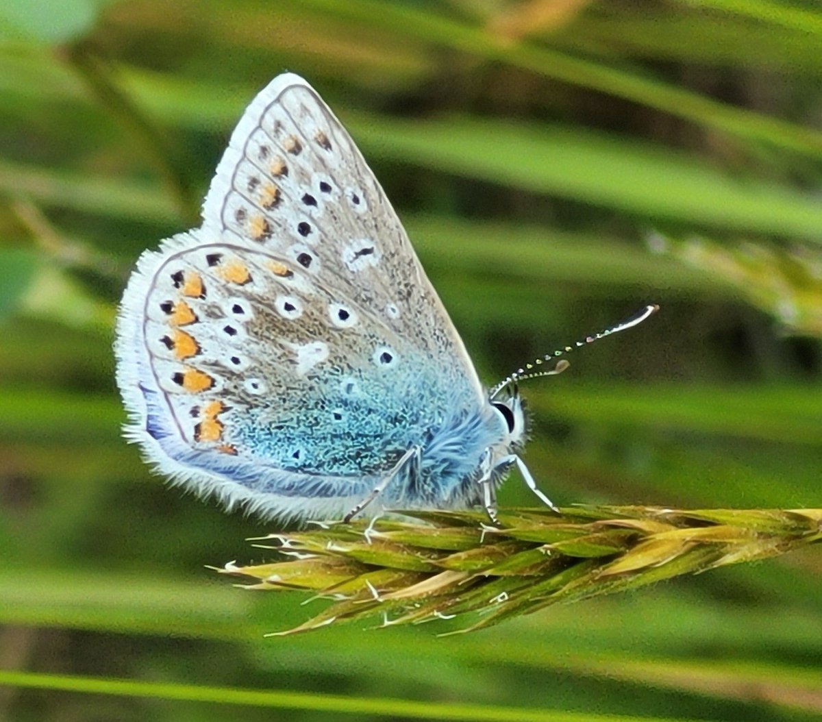 Pat Hughes spotted this Common Blue Butterfly in his garden.