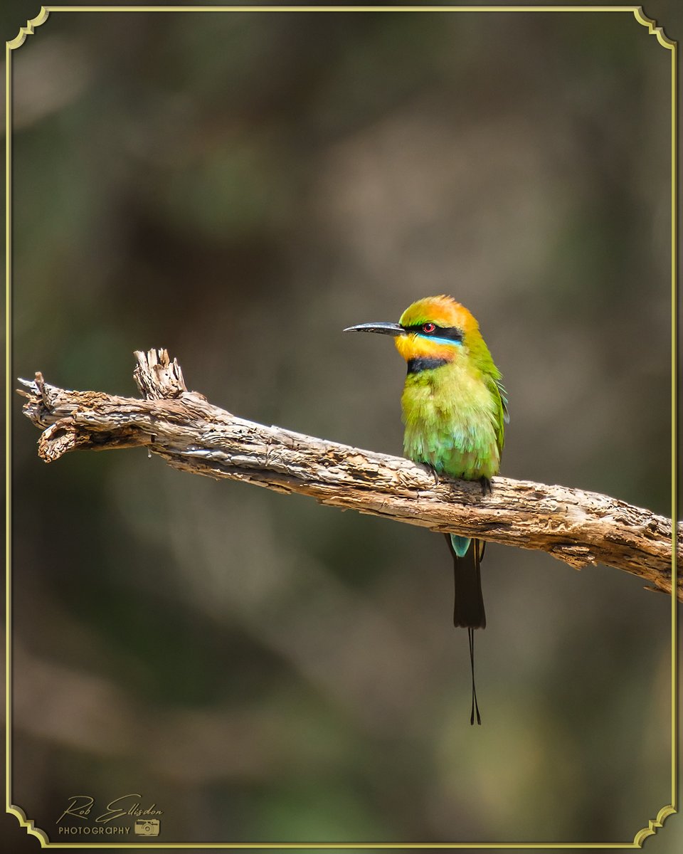REPhotography59's tweet photo. Rainbow Bee-Eater (Merops Ornatus)
©Rob Ellisdon Photography™
https://t.co/7DXiayA1ps
#TwitterNatureCommunity
#birdphotography #birds
#wildlifephotography #wildlife
#Nature #NaturePhotography
#BirdsOfAustralia https://t.co/vn7MxgQvmc