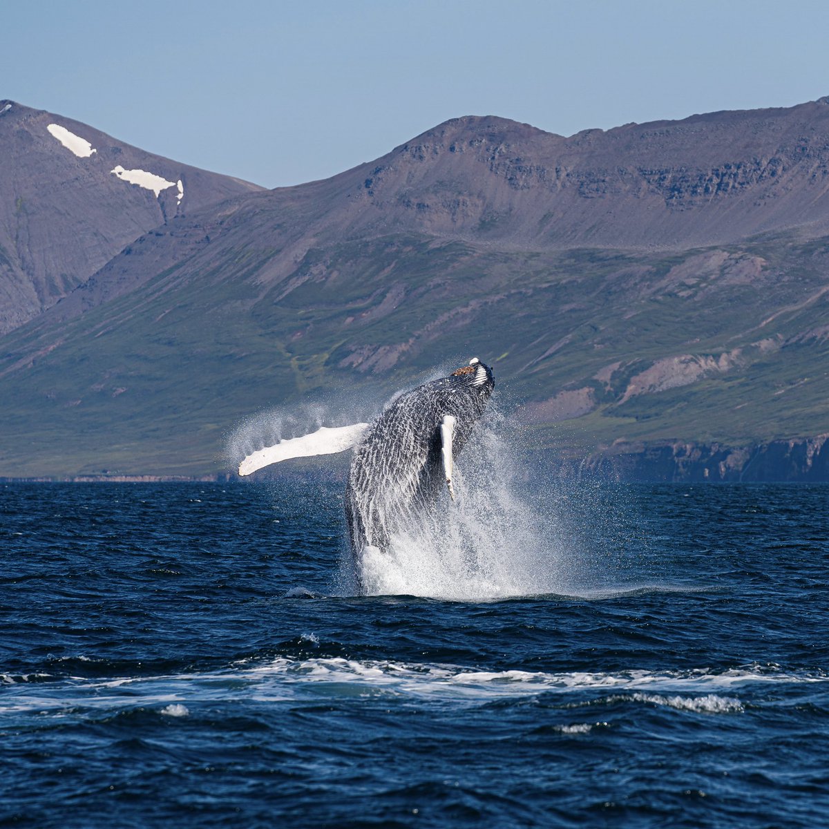 El salt de la balena geperuda. Islàndia.