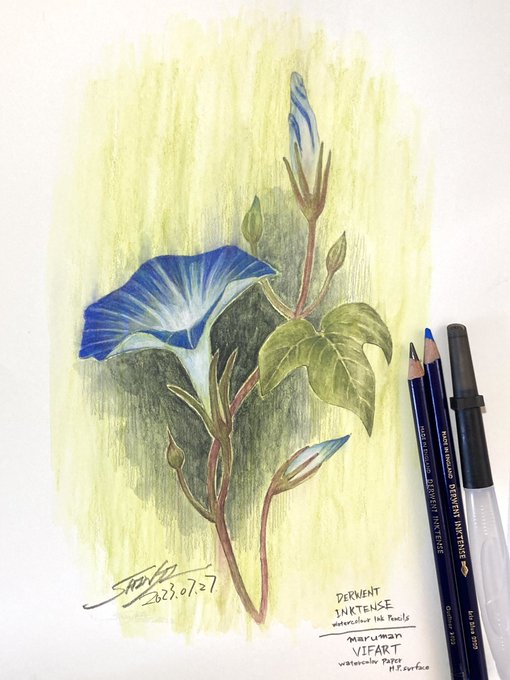 「シン@ぬり絵で身につく花と実の色えんぴつ技法@shin_iroenpitsu」 illustration images(Latest)