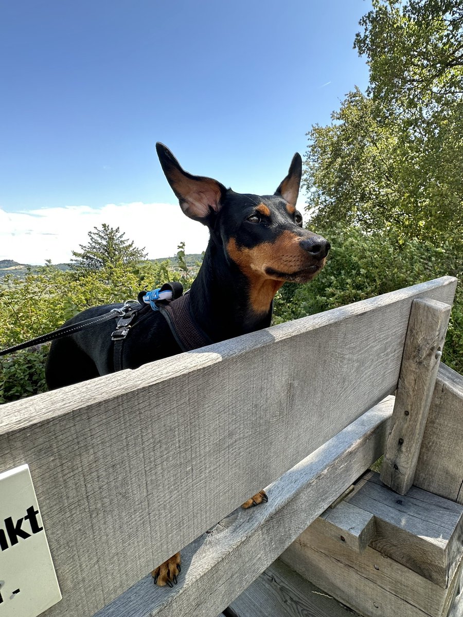 Andreas Ringli tweet media