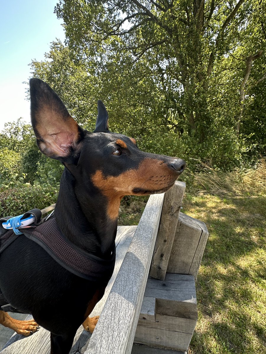 Andreas Ringli tweet media