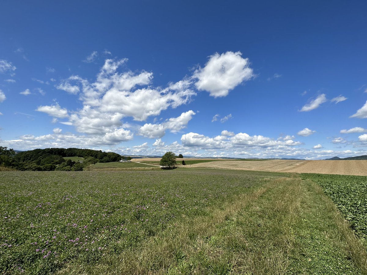 Andreas Ringli tweet media