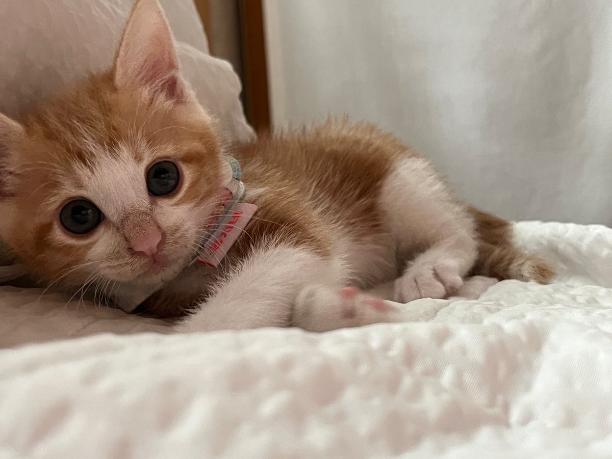 -ˋˏ  아기 똥고양이의 성장 네 컷   ˎˊ- 

       부제 :: 햄스터에서 고양이까지