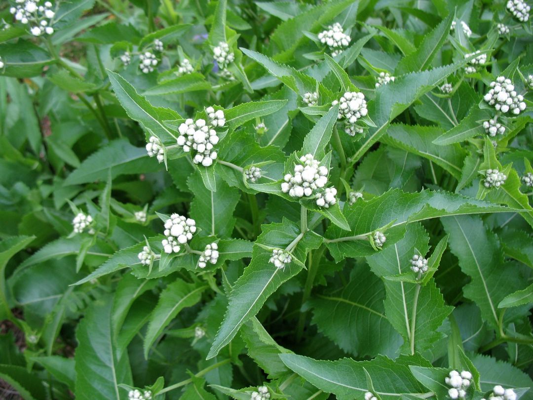 Georgia Native Plant Society tweet media