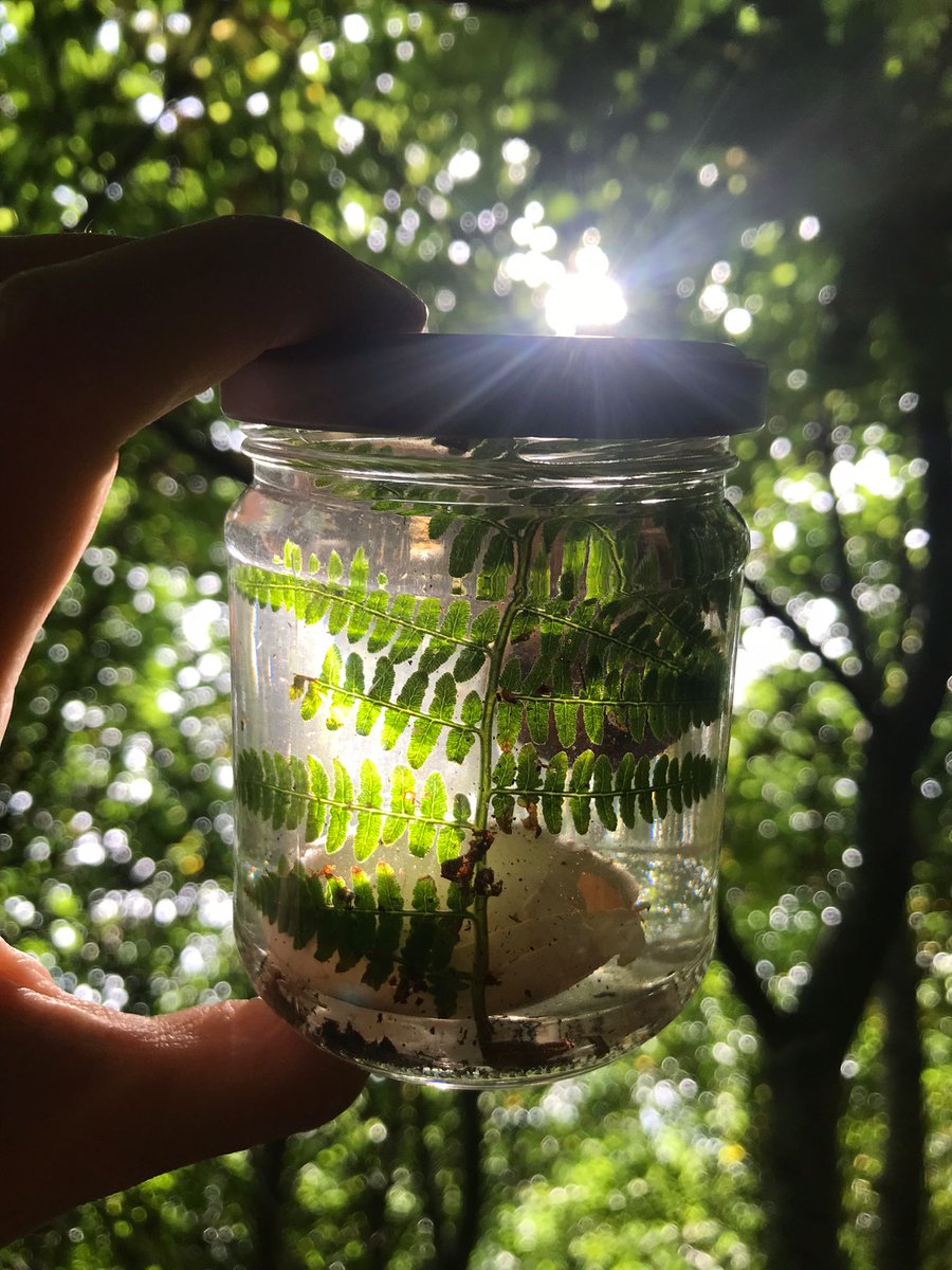 Leaf & Stick (@Leafandstick) / Posts / X