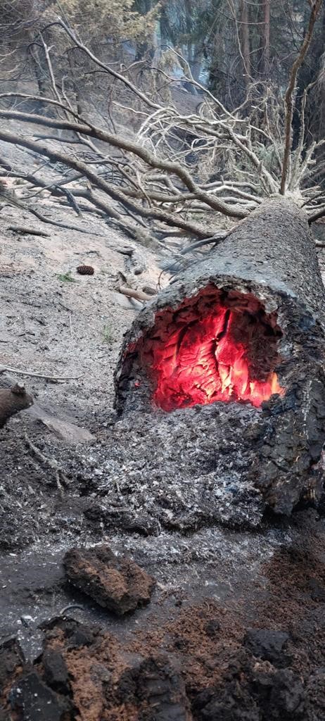 fredofavre's tweet photo. #BITSCH 

Excellent travail des intervenants (#forestiers, #pompiers, #militaires, état-major communal, protection civile, …).   Cette image reflète bien la difficulté d’extinction.  

Merci pour votre #engagement.

@PCiVS https://t.co/NF22CO0Fcx