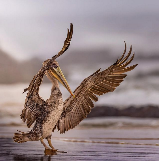 Brown Pelican in Puerto Rico #pelicans #wildlifephotography #wildlife #waterfowl #NaturePhotography #NaturePhotograhpy #nature #beaches #birdphotography #PuertoRico #Caribbean #CaribbeanTravel #USA   K55