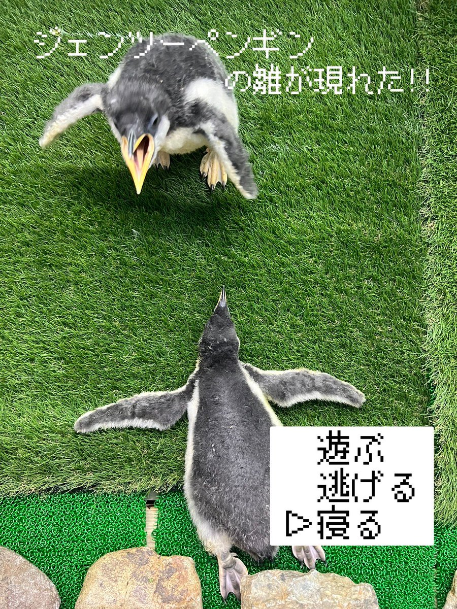 今日も元気いっぱい雛ズ

 #ミナミジェンツーペンギン
 #animalbaby
 #生後42日41日目
 #那須どうぶつ王国