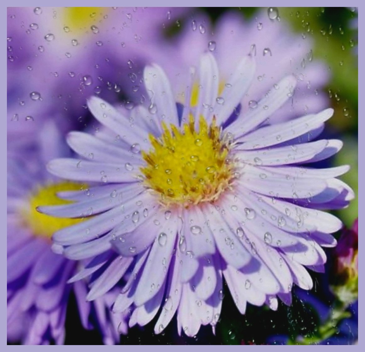 maryvanderes's tweet photo. Voor de laatste dag van #julibloeiers ben ik net even naar buiten gegaan.
Hier bloeit de #Bergaster #Aster_amellus .
Dankjewel voor het initiatief @wilma_meijerink . https://t.co/dc9iCeMF4b