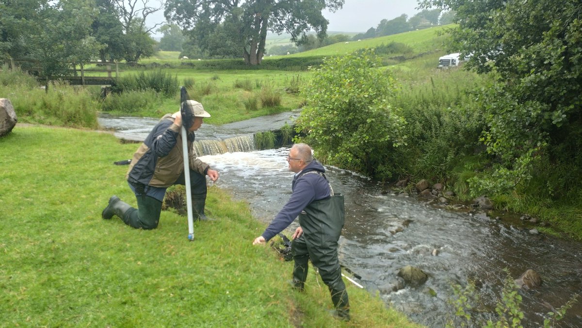 Keeping it local....donation of boulders from #Raygill Quarry for rock ramp #fishpassage solution at ford on #Lothersdale Beck. Plus 2 keen resident #volunteers removing fish ahead of works.

<a href="/WildTroutTrust/">The Wild Trout Trust</a> <a href="/LothersdaleWG/">Wild About Lothersdale</a>