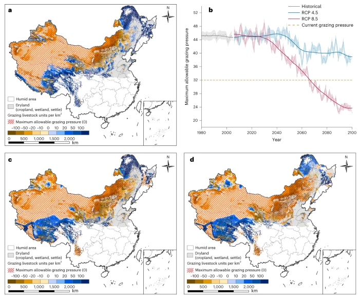 changjiali's tweet photo. Very happy that our new paper @naturesustainab https://t.co/vrSTdRhAsB looks at how climate-driven ecological thresholds in China’s drylands modulated by grazing @UNCCD, with an amazing collaboration with @LindsayStringer @ftmaestre @e_r_caballero https://t.co/cFngepWf7m