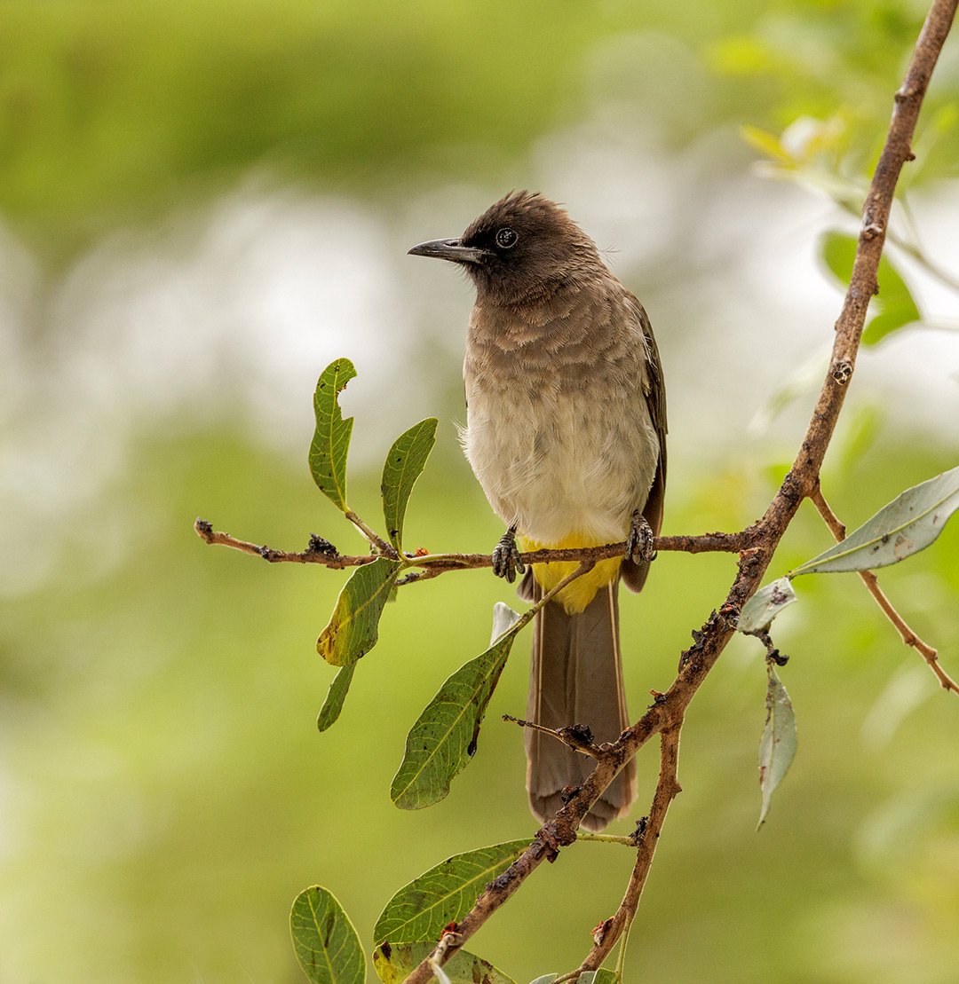 MugieConserve's tweet photo. 🐦🌳 One of our special guests, @AnnAveyard spotted this beautiful Common Bulbul perched on a tree.
#CommonBulbul #BirdwatchingSafari #NatureLovers #BirdWatching #birdphotos #birdphotography #birding #birdingkenya https://t.co/Kp1IVga5Wa