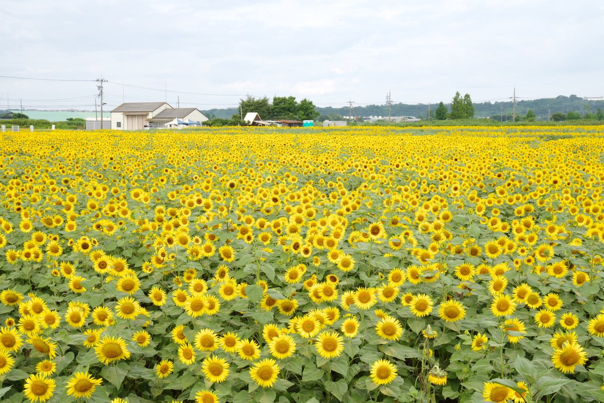 fat_murano's tweet photo. #pentaxk3mkiii / #pentax_da1650
#ヒマワリ #sunflowers #photography #GradND 
←GradND使用
→GradNDなし
どっちがいいんでしょうね…
もっと明暗差があるところの方が本領発揮するんでしょうか… https://t.co/EnpqGN9TSR