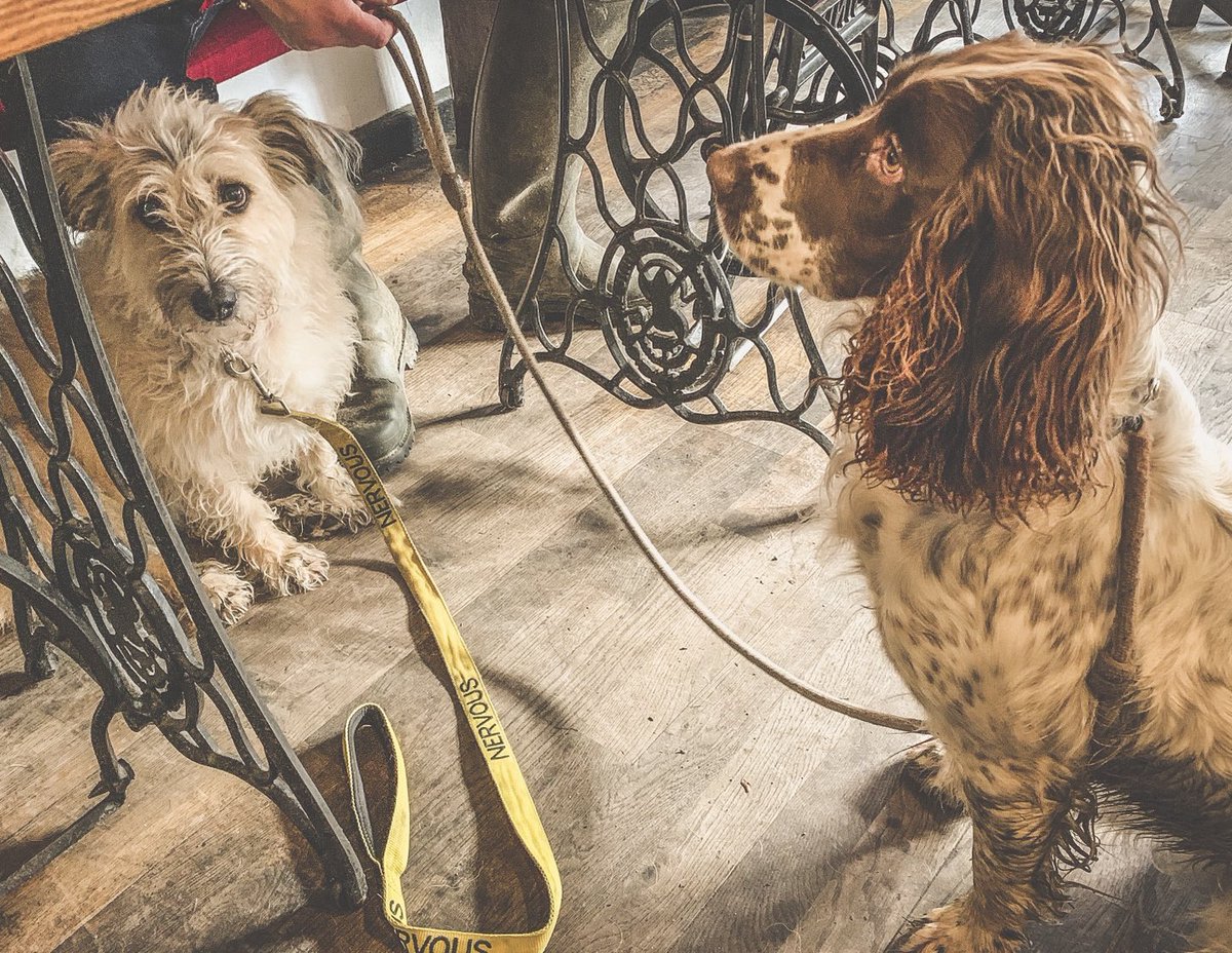 TimjDyer's tweet photo. #pubpups #philly #luna #timjdyerphotograthy https://t.co/qyD3LfigqF