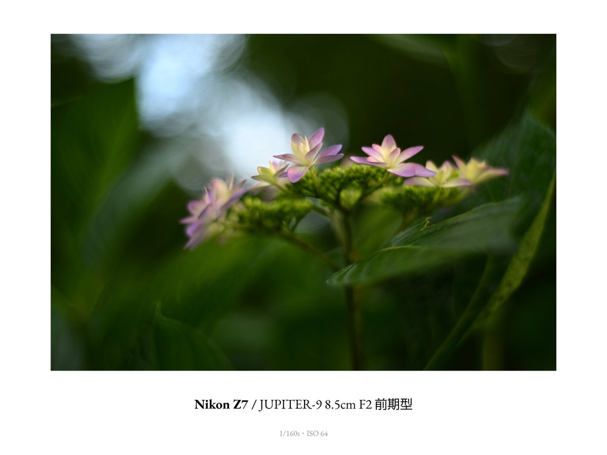 Nikon Z7
JUPITER-9 8.5cm F2 前期型

#jupiter9_85f2earlymodel