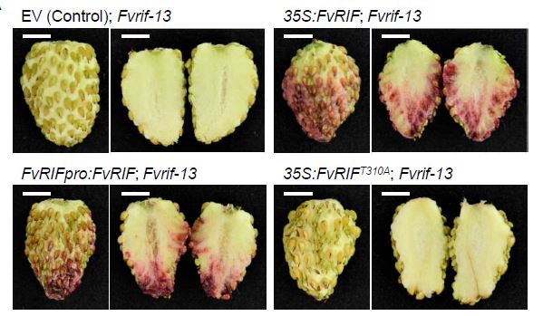 Deciphering the regulatory network of the NAC transcription factor FvRIF, a key regulator of strawberry (Fragaria vesca) fruit ripening (Xiaojing Li, Carmen Martín-Pizarro, Leilei Zhou, Bingzhu Hou, Yuying Wang, et.al.) buff.ly/3KgwpPG <a href="/ASPB/">ASPB</a> #PlantSci