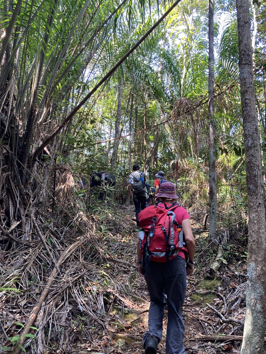 PGSworldchall's tweet photo. Day 4~ Team 2 trekked for 5 hours today through Bako National park saw lots of wild life #DavidAttenborough #wildlife #proboscismonkey #danwood @PenistoneGS https://t.co/NA8q8KOrBG