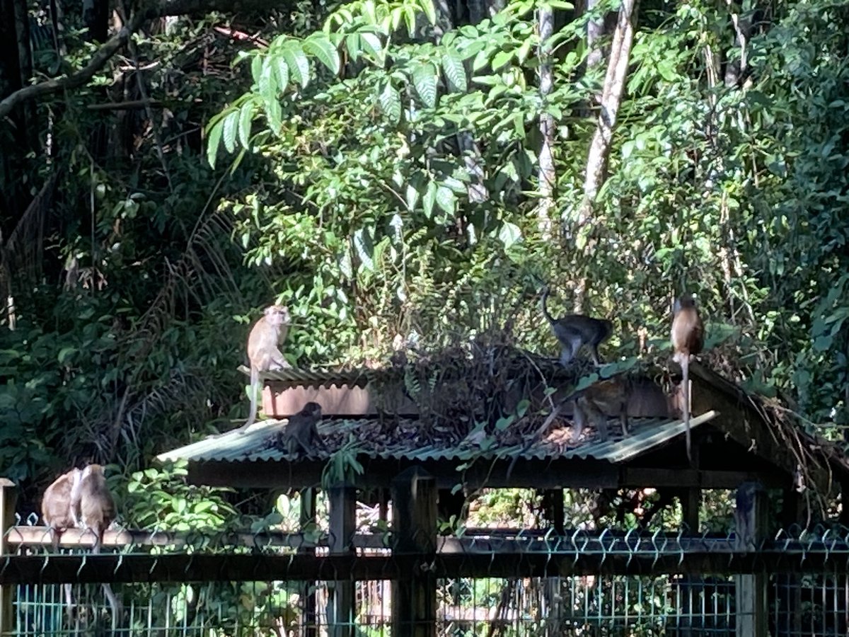 PGSworldchall's tweet photo. Day 4~ Team 2 trekked for 5 hours today through Bako National park saw lots of wild life #DavidAttenborough #wildlife #proboscismonkey #danwood @PenistoneGS https://t.co/NA8q8KOrBG