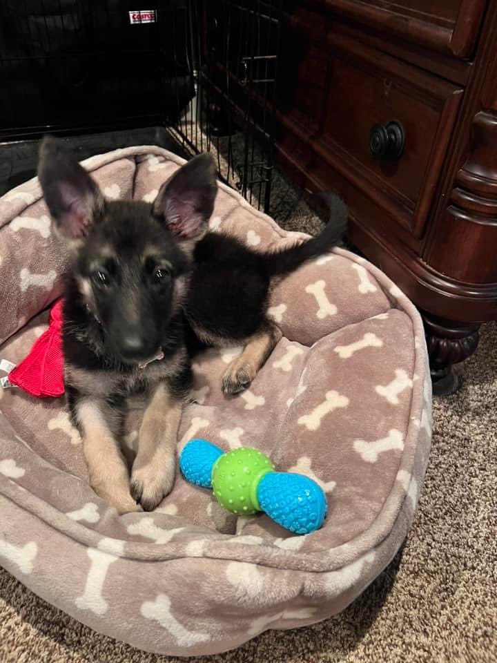 So this happened. Meet the new baby of the family. 

#lunathegermanshepherd