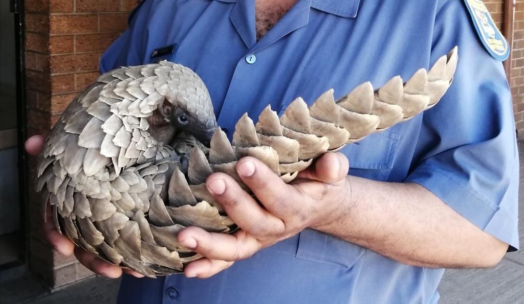 Pangolin poacher sentenced. An embarrassing day for our courts today. Presiding magistrate in Modimolle sentenced pangolin trader to R6,000 or 3 years jail for illegal possession of a pangolin he wanted to sell for R70,000 in Vaalwater +a further 5 yrs suspended for 5 years 🙄