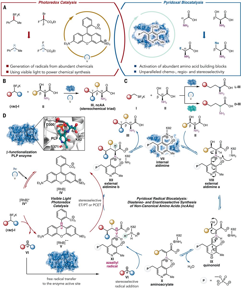 KevinKaichuang's tweet photo. Things my colleagues can do that no ML model can yet: design enzymes to catalyze a reaction that's not just new to nature but also to synthetic organic chemistry!

@yang2biocat 

https://t.co/tOfGFQeeRI https://t.co/o5iP7JbjaT