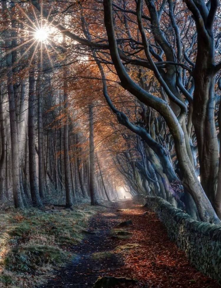 Alice355641's tweet photo. Feel the peculiarity of nature, as if you have entered a wonderful magical world. https://t.co/Dk8mA1vIhe