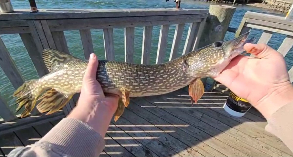 ReflexScorch's tweet photo. Good weekend of fishing. Wind was a bit of a factor but we muscled through. Hoping this weekend has less wind and stays cooler so it will make for an even better weekend of fishing. #fishing #pike #bass #streaming https://t.co/uJOJtx7D37