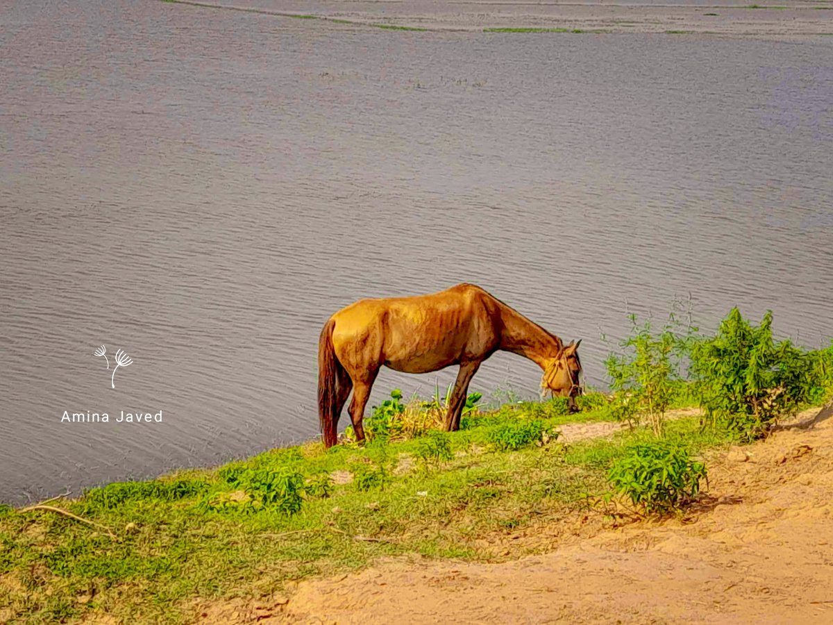 divingdeeply's tweet photo. Looks like this horse is having a 'grassy' day by the riverbank, taking his munching job very seriously! 🐴🌱🙂 https://t.co/QeFqI2ko5j